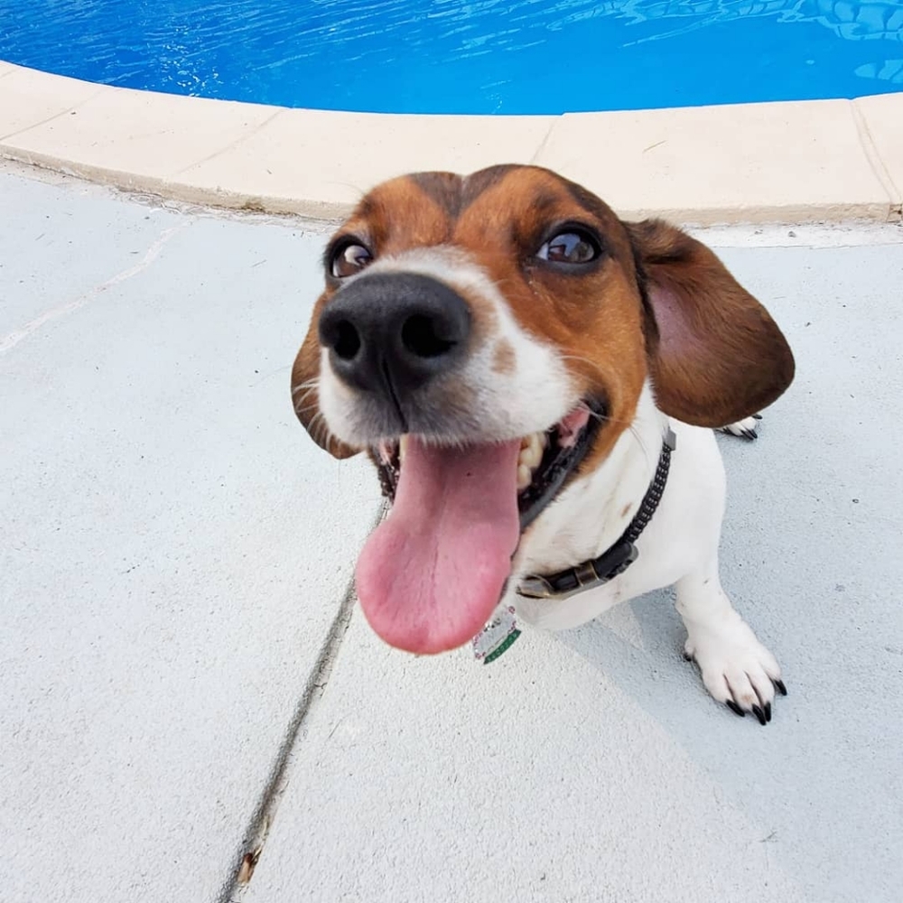 Dog Medical Bills Fundraiser - Picture 7 of 16
